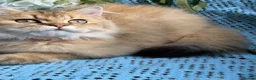 British Longhair cats for sale: British Longhair adorable golden kitten TICA - Advert 16