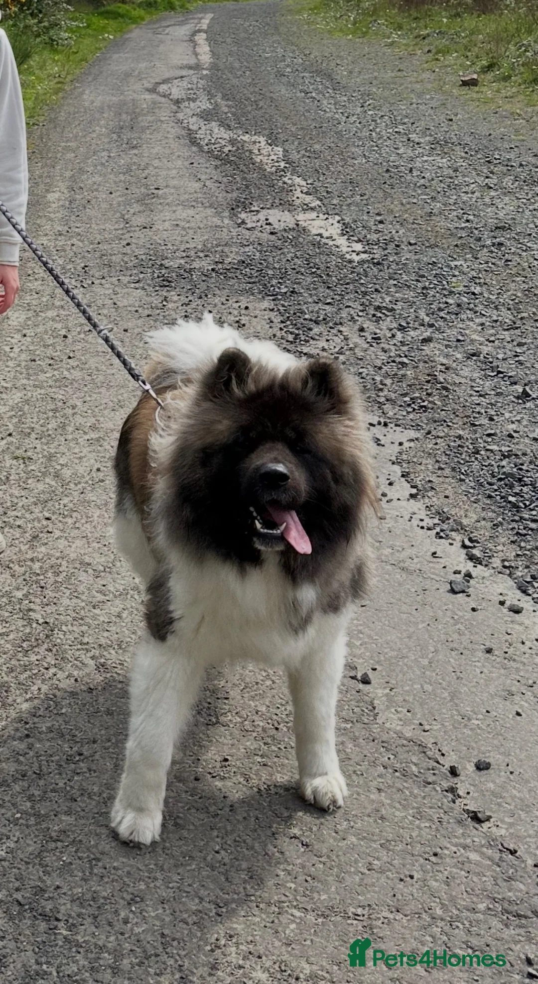 Akita dogs for sale: akita dog for rehoming  in Dunfermline - Advert 1