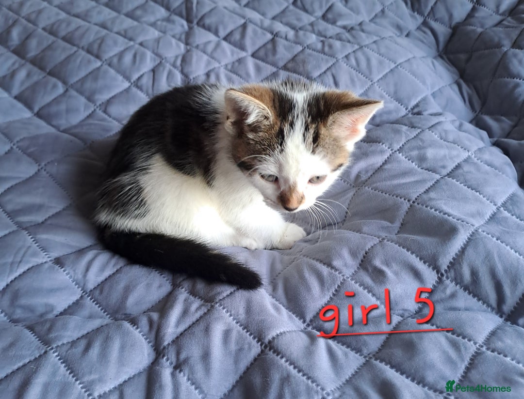 Domestic Shorthair cats for sale: 3 gorgeous kittens for sale - Advert 30