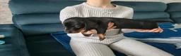 Miniature Dachshund dogs for sale: Mini dachshund short hair  stunning 4 puppies - Advert 25