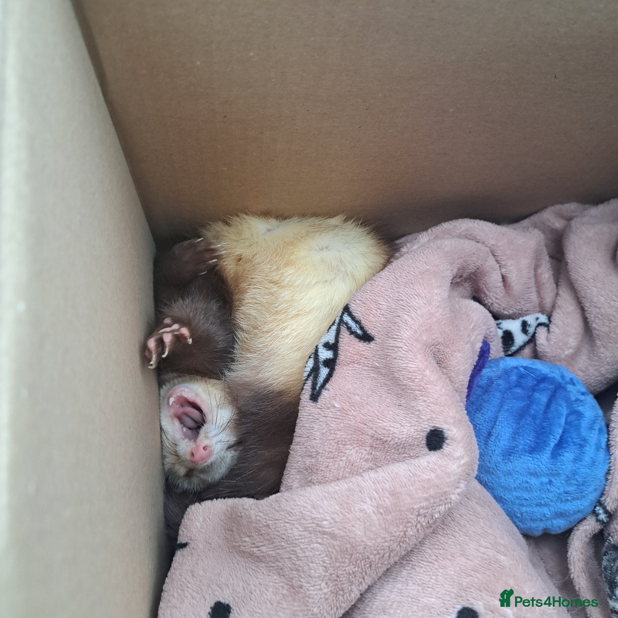 Ferret rodents for sale: Friendly ferret  in Grimsby - Advert 3