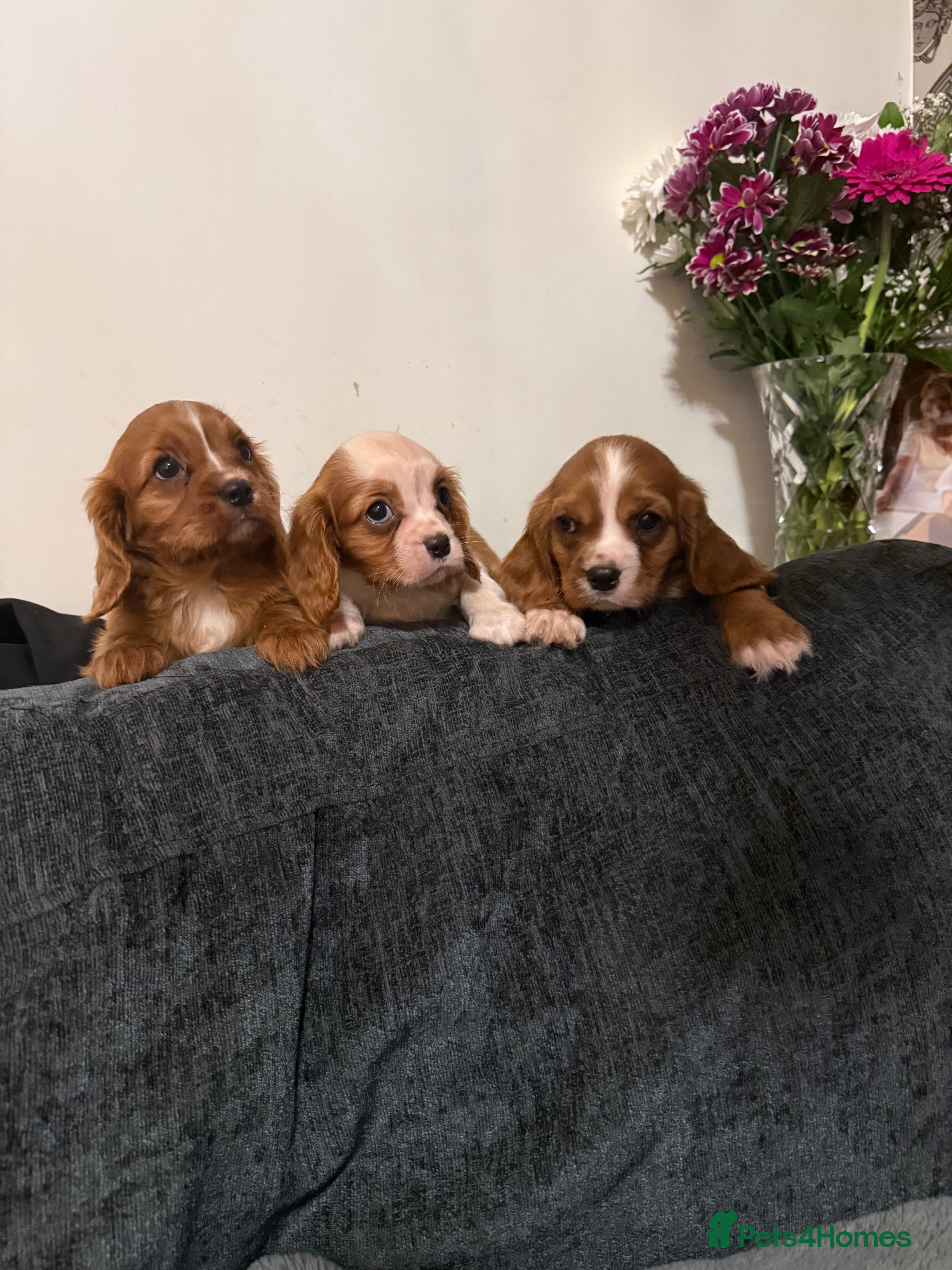 Cavalier King Charles Spaniel dogs Kc dna clear cavalier puppies available  - Advert 4