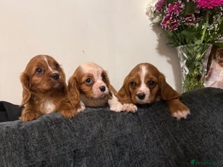 Cavalier King Charles Spaniel dogs Kc dna clear cavalier puppies available - Advert 15
