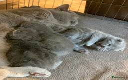 British Shorthair cats for sale: 1 Boy Left-GCCF Pedigr Pure Blue British Shorthair - Image 8