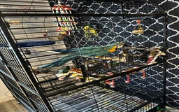 Macaws birds for sale: Baby blue and gold macaw  - Image 6
