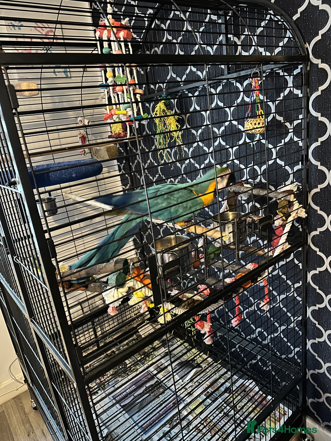 Macaws birds for sale: Baby blue and gold macaw  - Image 6
