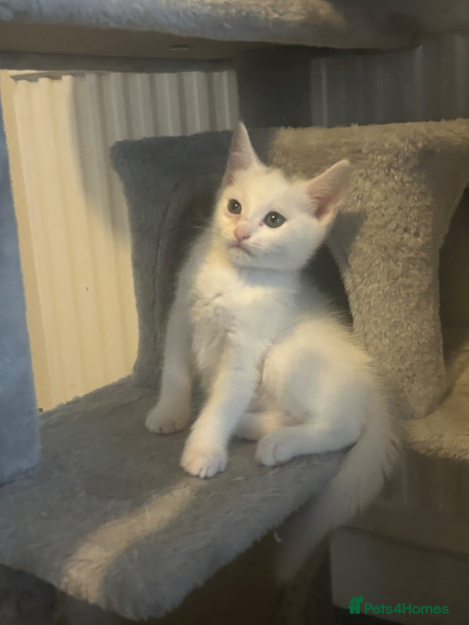 Turkish Angora cats Turkish Angora READY TO LEAVE - Advert 1
