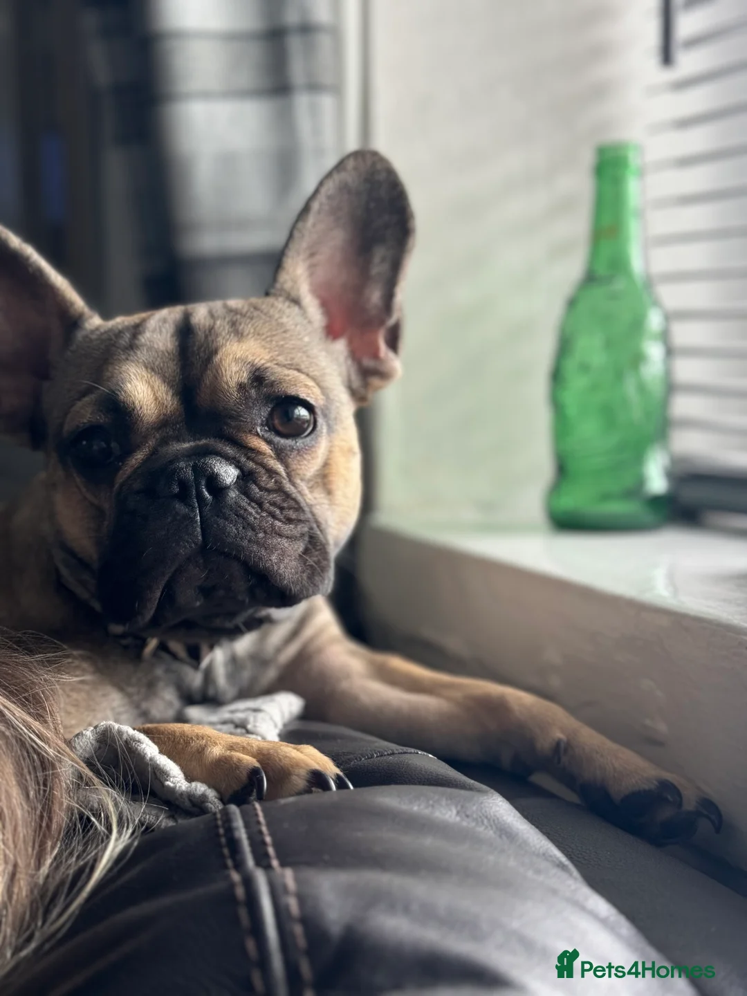French Bulldog dogs for sale: 2 year old female  - Advert 3