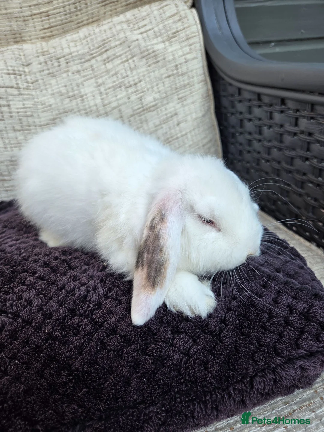 French Lop rabbits for sale: Mini Lop/Teddy Lionhead READY to leave now - Advert 3