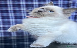 Ragdoll cats for sale: FIFe Registered Ragdoll Kittens Champion Line  - Image 22