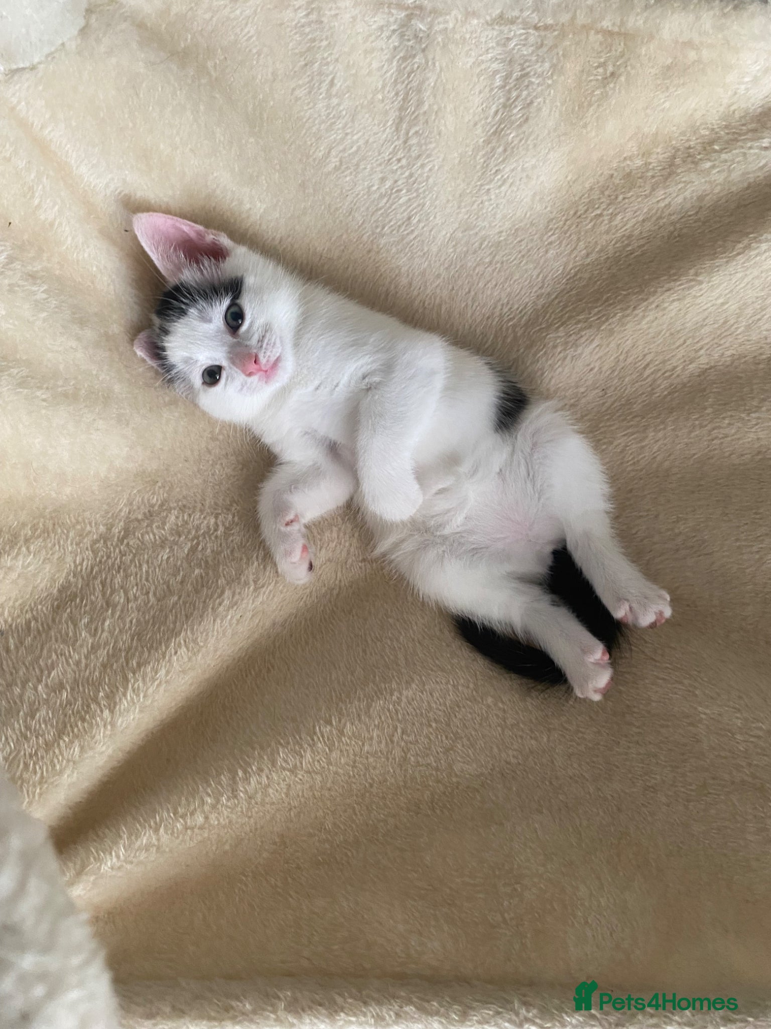Mixed Breed cats for sale: Mixed breed female kittens - Advert 4