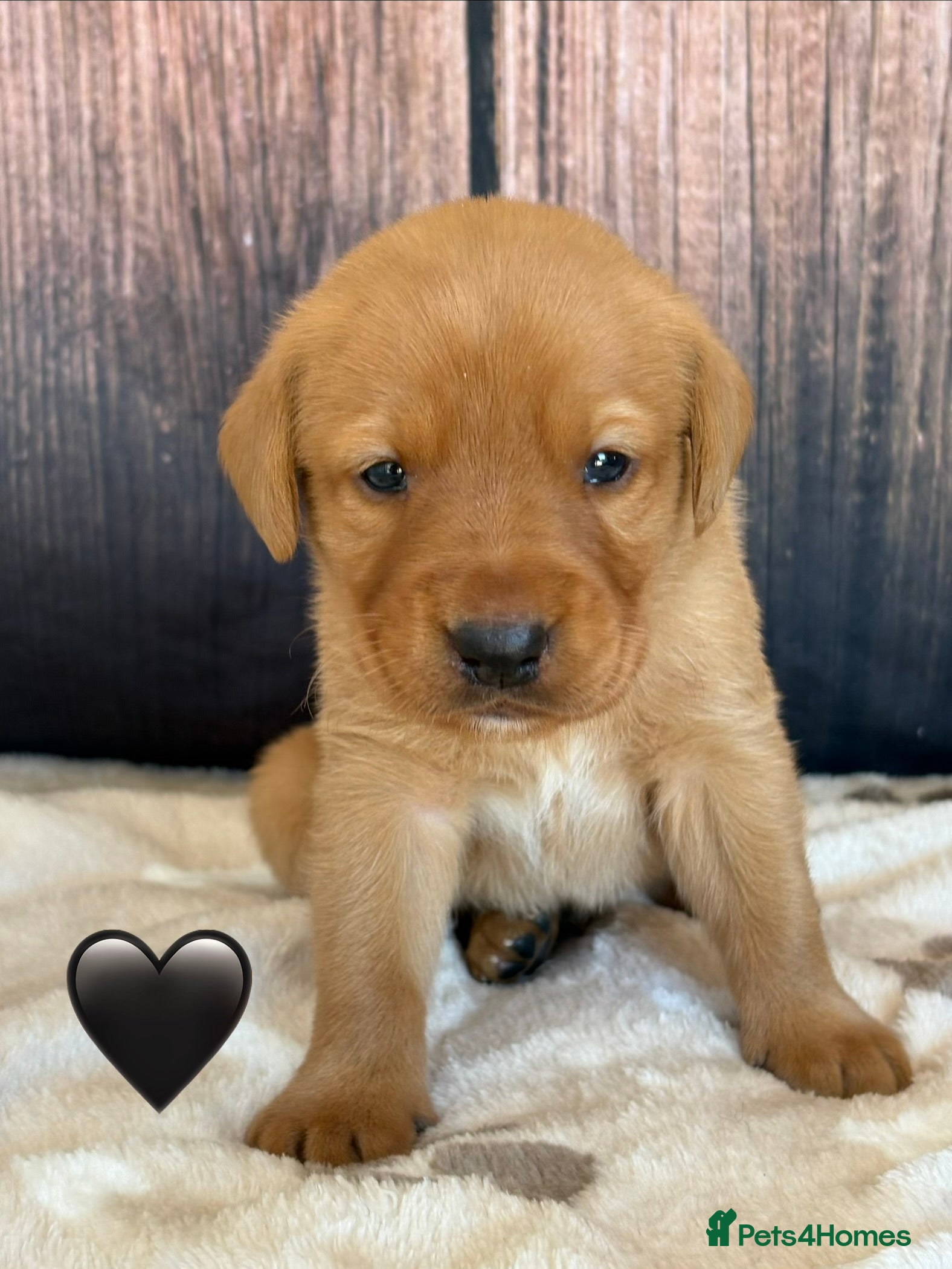 Labrador Retriever dogs Chunky Labrador Puppies - Advert 2