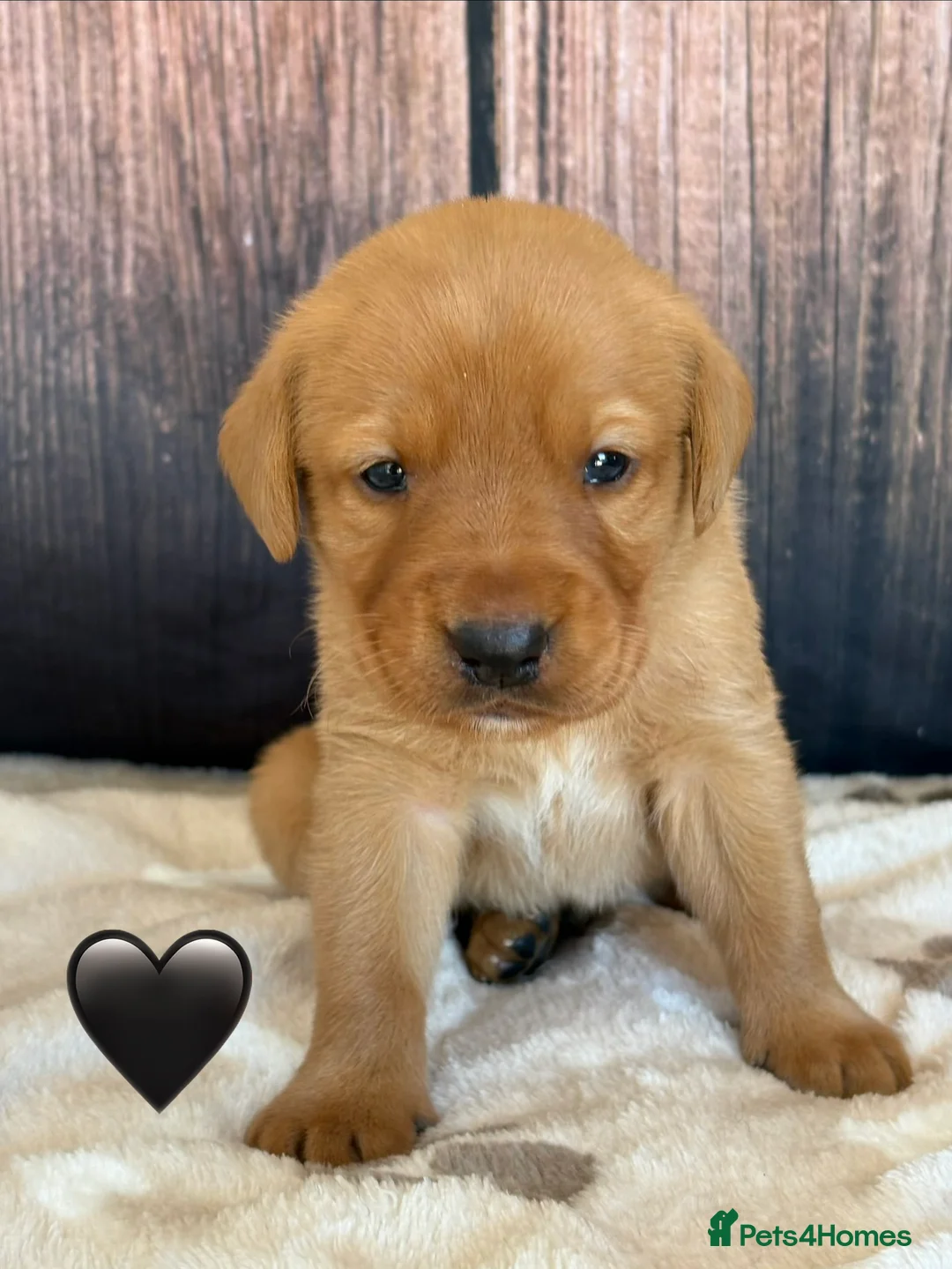 Labrador Retriever dogs for sale: Chunky Labrador Puppies in Wisbech - Advert 2