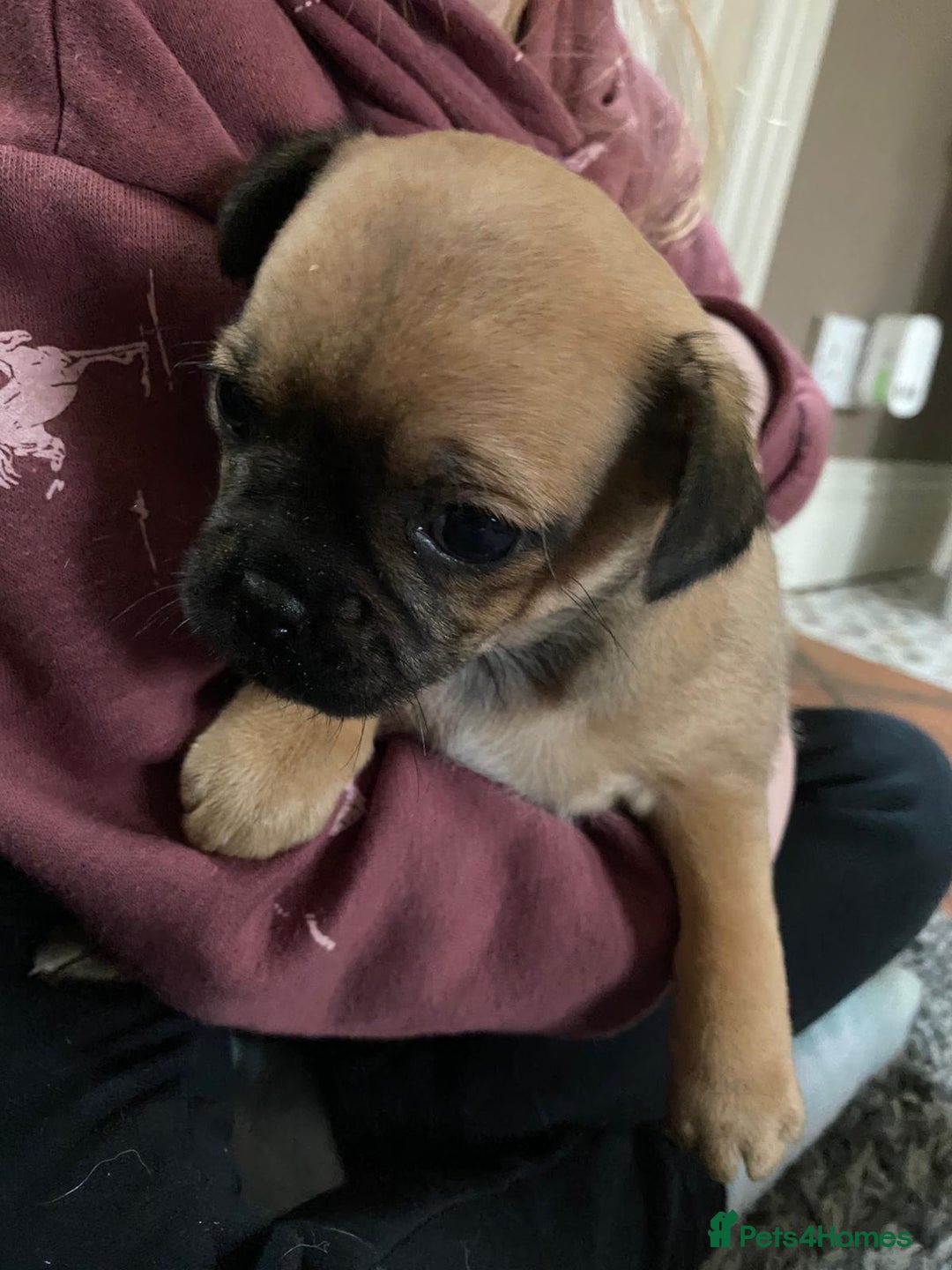 Jug dogs for sale: Two beautiful jug puppies - Advert 4