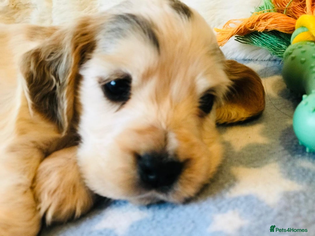 Cocker Spaniel dogs for sale: Show Type Health Tested, KC Reg puppies  - Image 5
