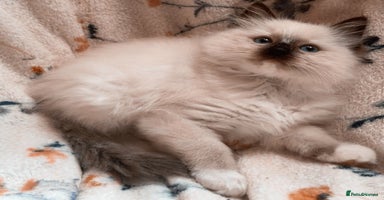 Ragdoll cats - Advert 14
