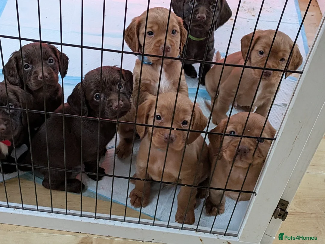Cocker Spaniel dogs for sale: 1 RED FEMALE KC DNA CLEAR PUP  - Advert 4