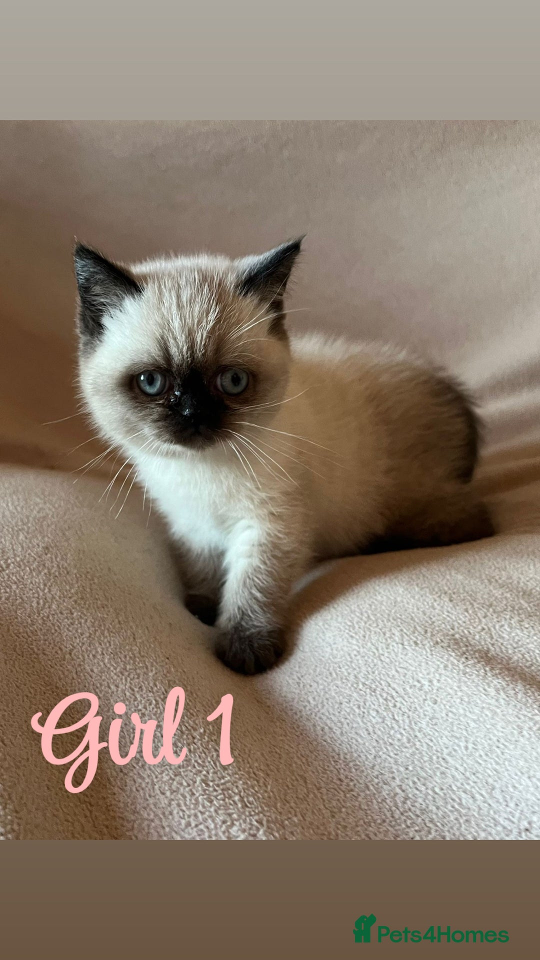 Mixed Breed cats for sale: British Shorthair x Kittens Ready To Leave 🩷🩷 - Advert 4