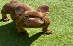 French Bulldog dogs for sale: French bulldog female choco rojo 11 months - Image 1