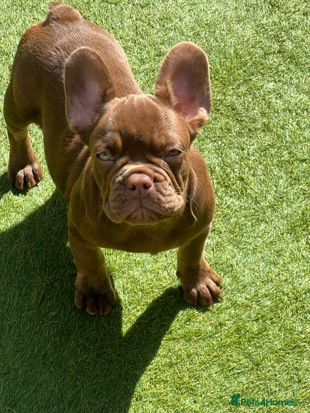 French Bulldog dogs for sale: French bulldog female choco rojo 11 months - Image 1