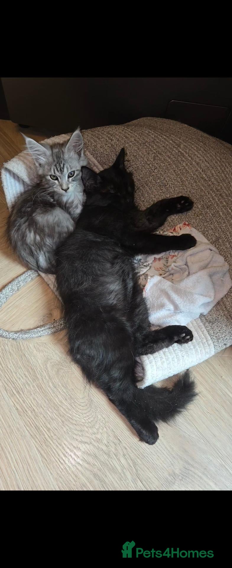 Maine Coon cats Black Beauty  - Advert 1