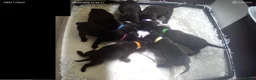 Labrador Retriever dogs for sale: Chocolate Labrador puppies Kc reg health tested - Advert 2