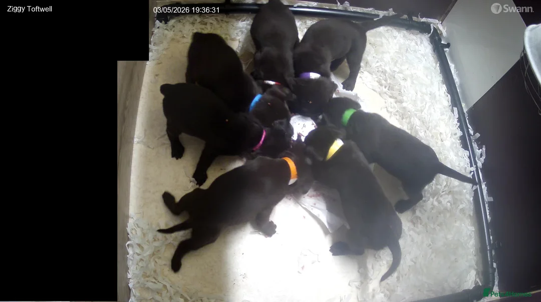 Labrador Retriever dogs for sale: Chocolate Labrador puppies Kc reg health tested - Advert 2