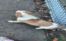 Mixed Breed dogs for sale: Lurcher pup  - Image 4