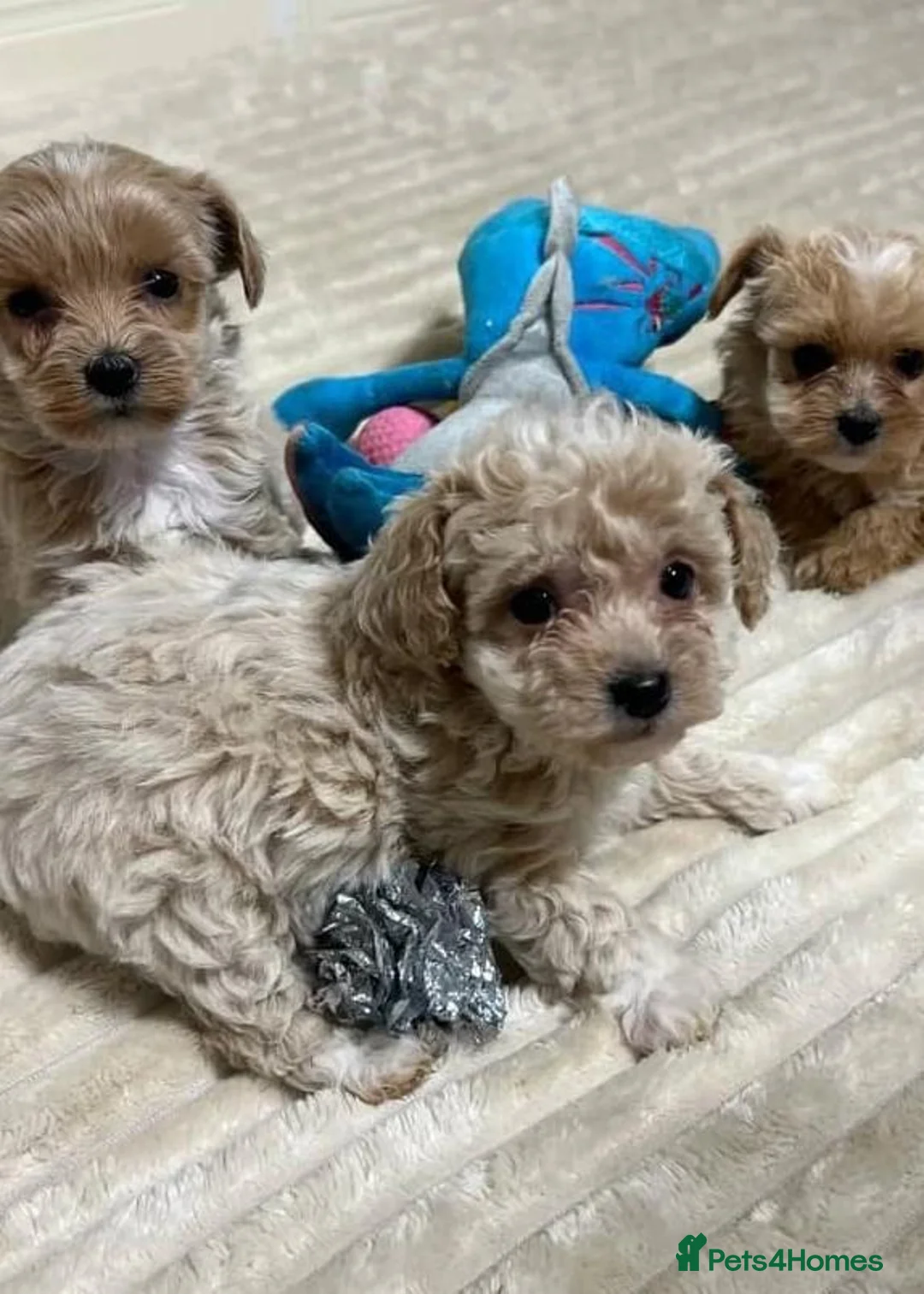 Maltese dogs for sale: Three Little Clouds of Joy Two  Girls & One Boy - Advert 5