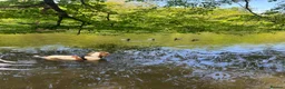 Cocker Spaniel dogs for sale: 5 Year Old Female Cocker Spaniel  - Advert 12