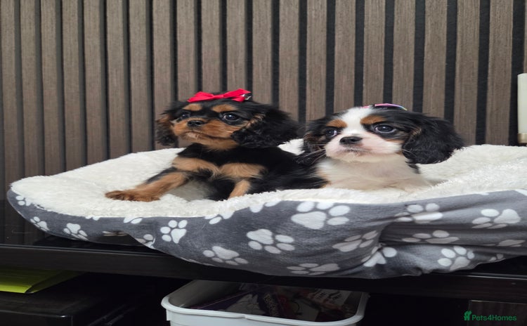 Cavalier King Charles Spaniel dogs - Advert 9