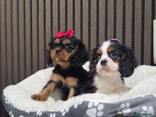 Cavalier King Charles Spaniel dogs - Advert 17