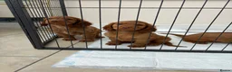 Cocker Spaniel dogs for sale: Working cocker spaniels  - Advert 5