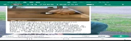 Maltipoo dogs for sale: Apricot Toy Maltipoos from KC health tested champ  - Advert 27