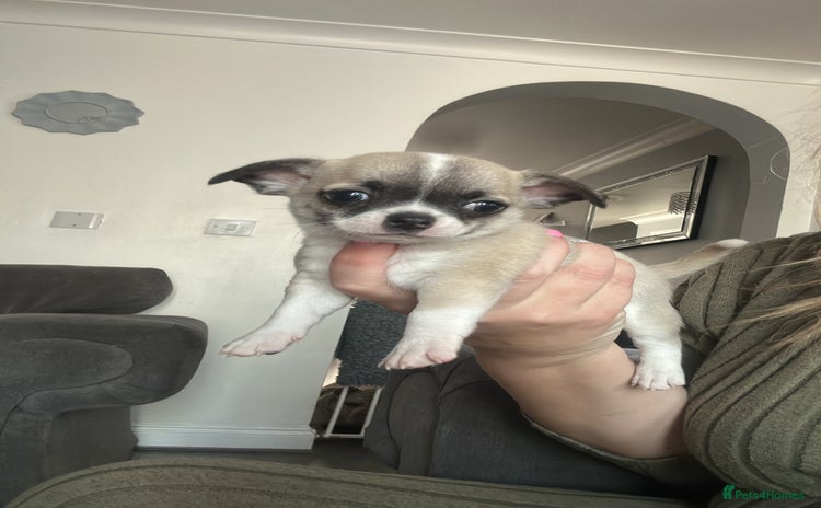 Chihuahua dogs - Advert 13
