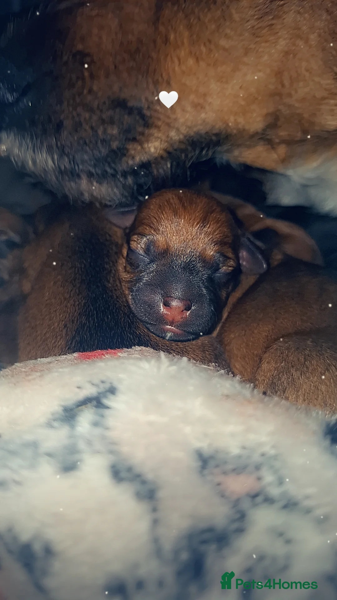 Patterjack dogs for sale: Beautiful puppys for sale in Chesterfield - Advert 2