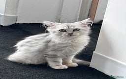 Siberian cats for sale: Adorable Siberian Kitten - Image 1