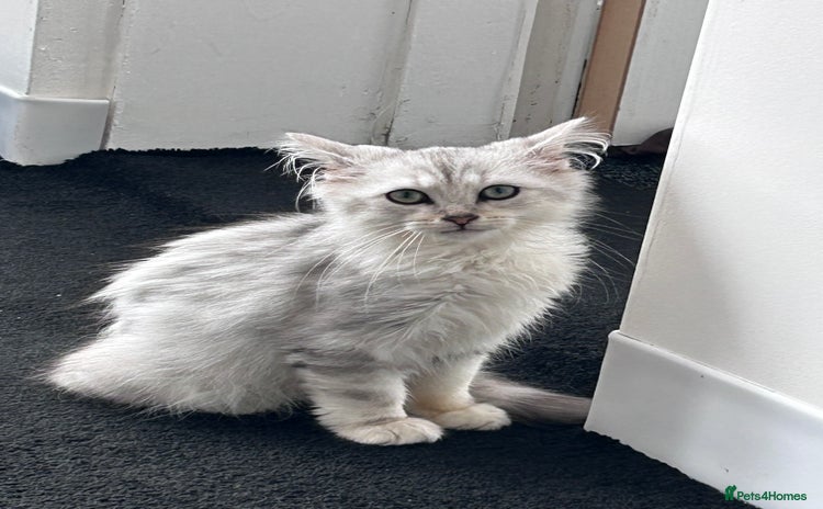 Siberian cats - Advert 2