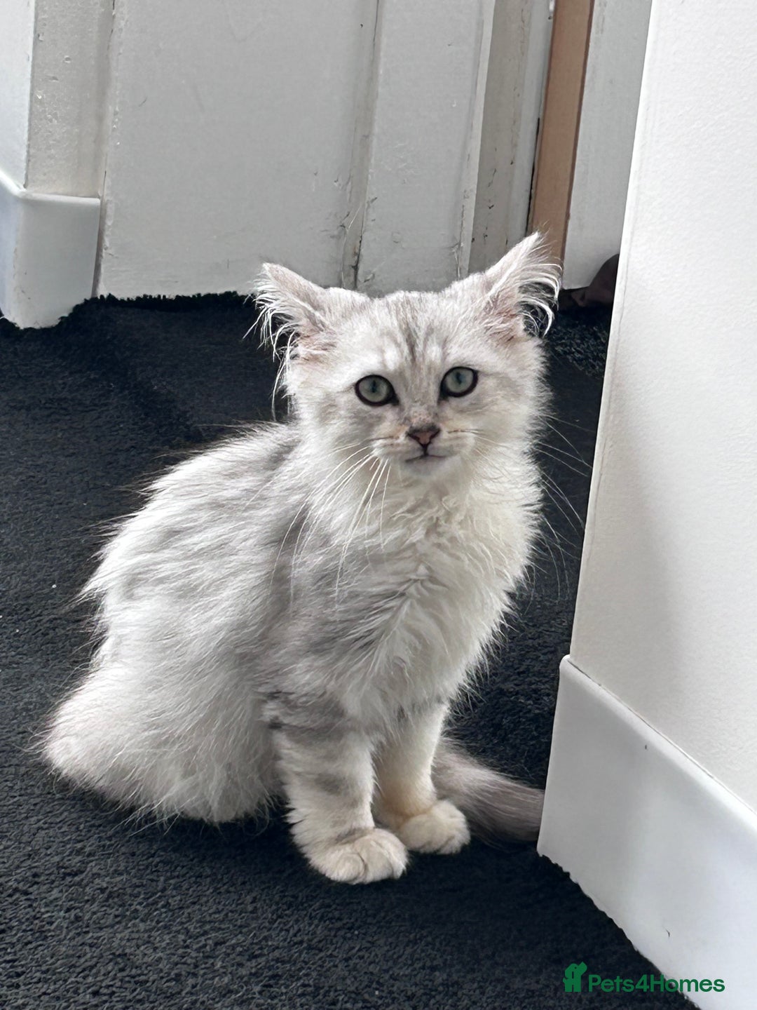 Siberian cats for sale: Adorable Siberian Kitten - Image 1