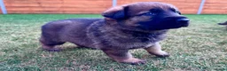 German Shepherd dogs for sale: KC Registered German Shepard Puppies 🐾🐾🐾 - Advert 18