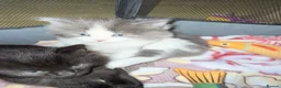 Mixed Breed cats for sale: 2 MALE BLACK LONG HAIRED FLUFFY KITTENS LEFT💘 - Advert 25