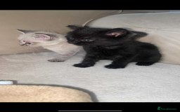 Mixed Breed cats for sale: Beautiful kittens - Image 3