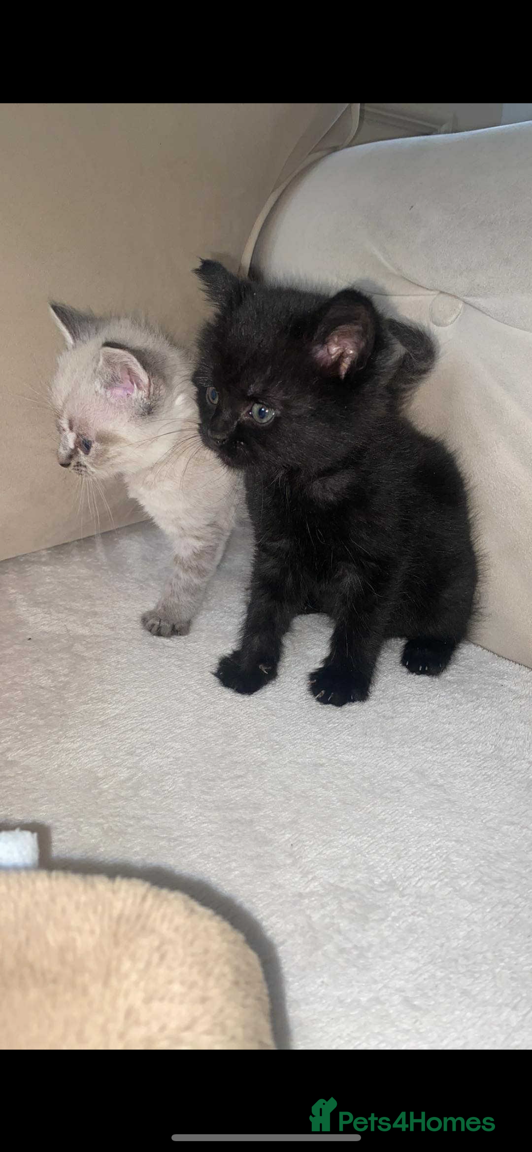 Mixed Breed cats for sale: Beautiful kittens - Image 3