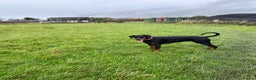 Dobermann dogs for sale: OUSTANDING DOBERMAN PUPS - READY MID FEB - Advert 10