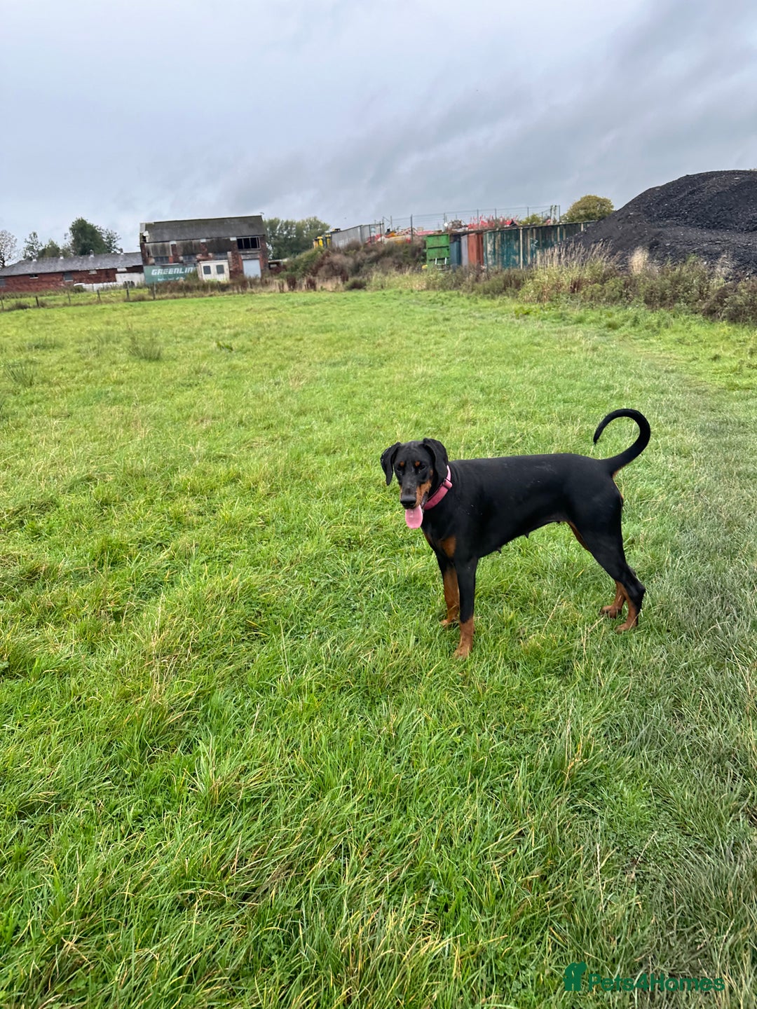 Dobermann dogs for sale: OUSTANDING DOBERMAN PUPS - READY MID FEB - Advert 10