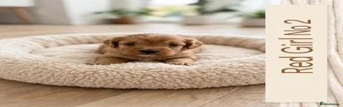 Cavapoo 4
