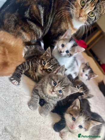 Ragdoll cats - Advert 3