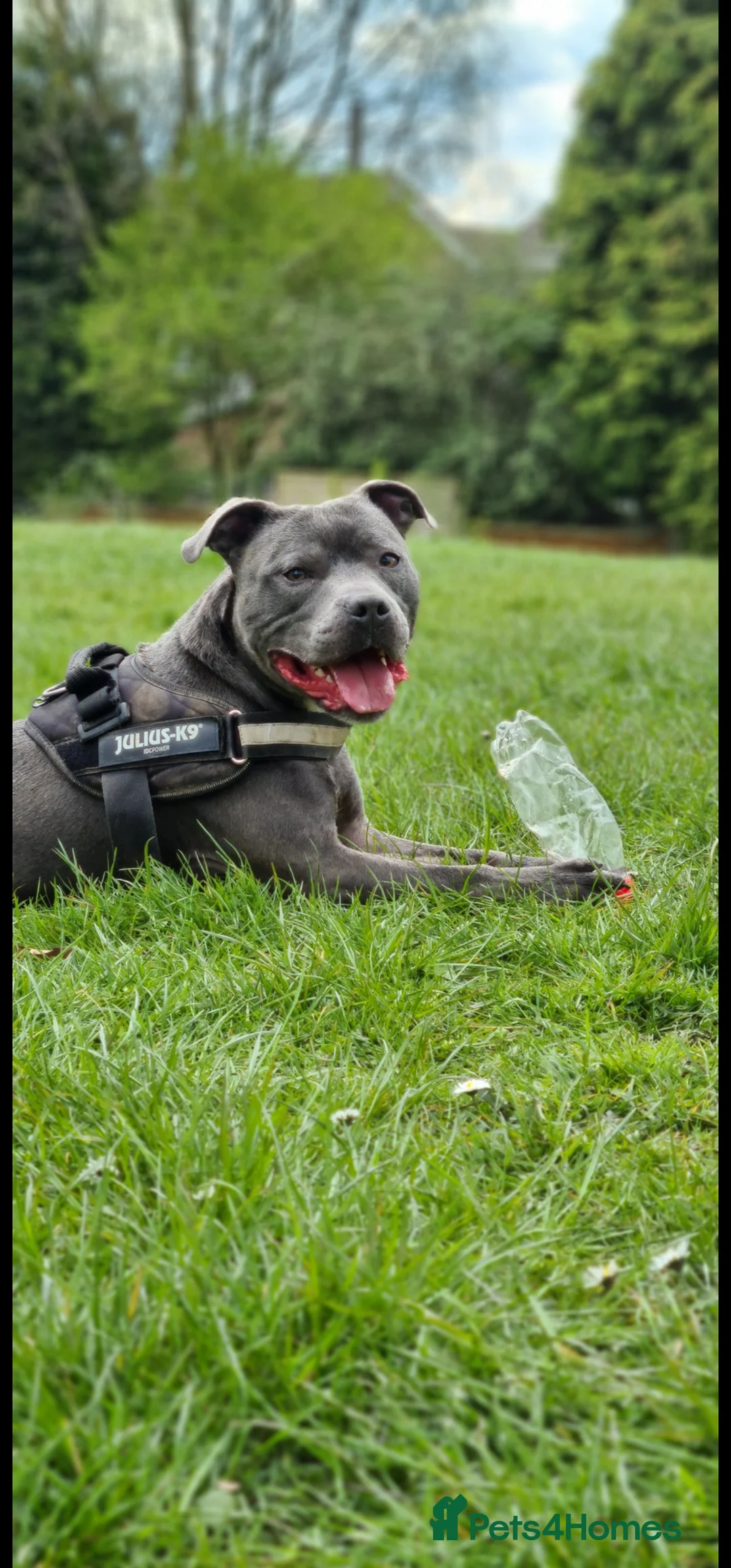 Staffordshire Bull Terrier dogs for sale: KC Registered Blue Staffordshire Bull Terrier - Advert 2