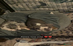 Olde English Bulldogge dogs for sale: Old English bulldog pups fluffy carriers❤️ - Image 31