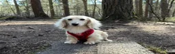 Miniature Dachshund dogs for sale: Rare Cream Longcoat Miniature Dachshund Puppies  - Advert 14